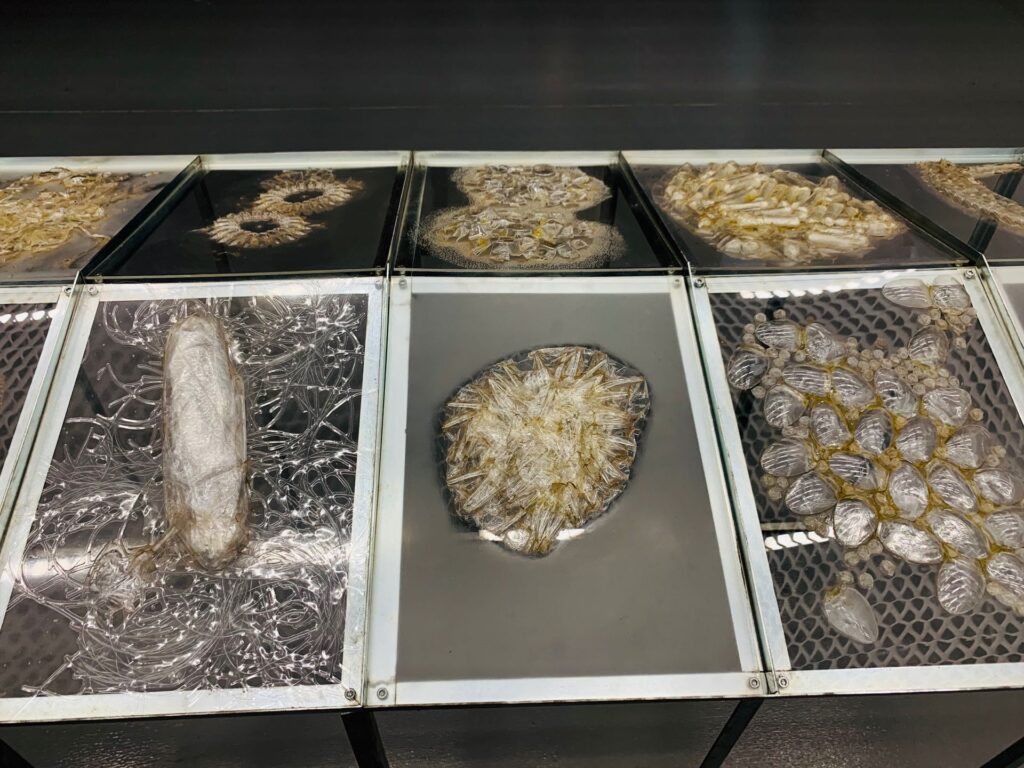 plasticity of the planet