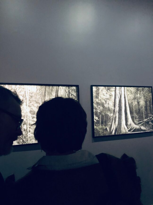 trees exhibition