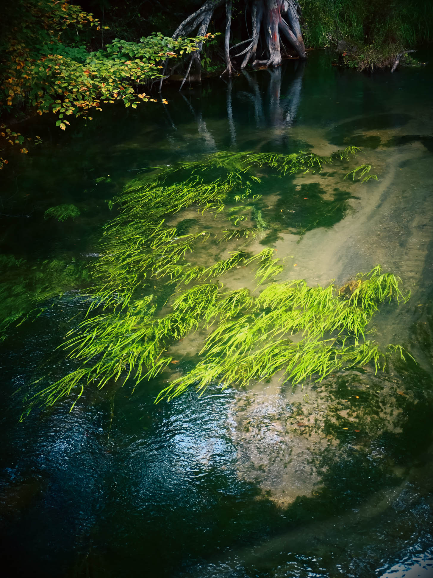Senjogahara Marshland Japan