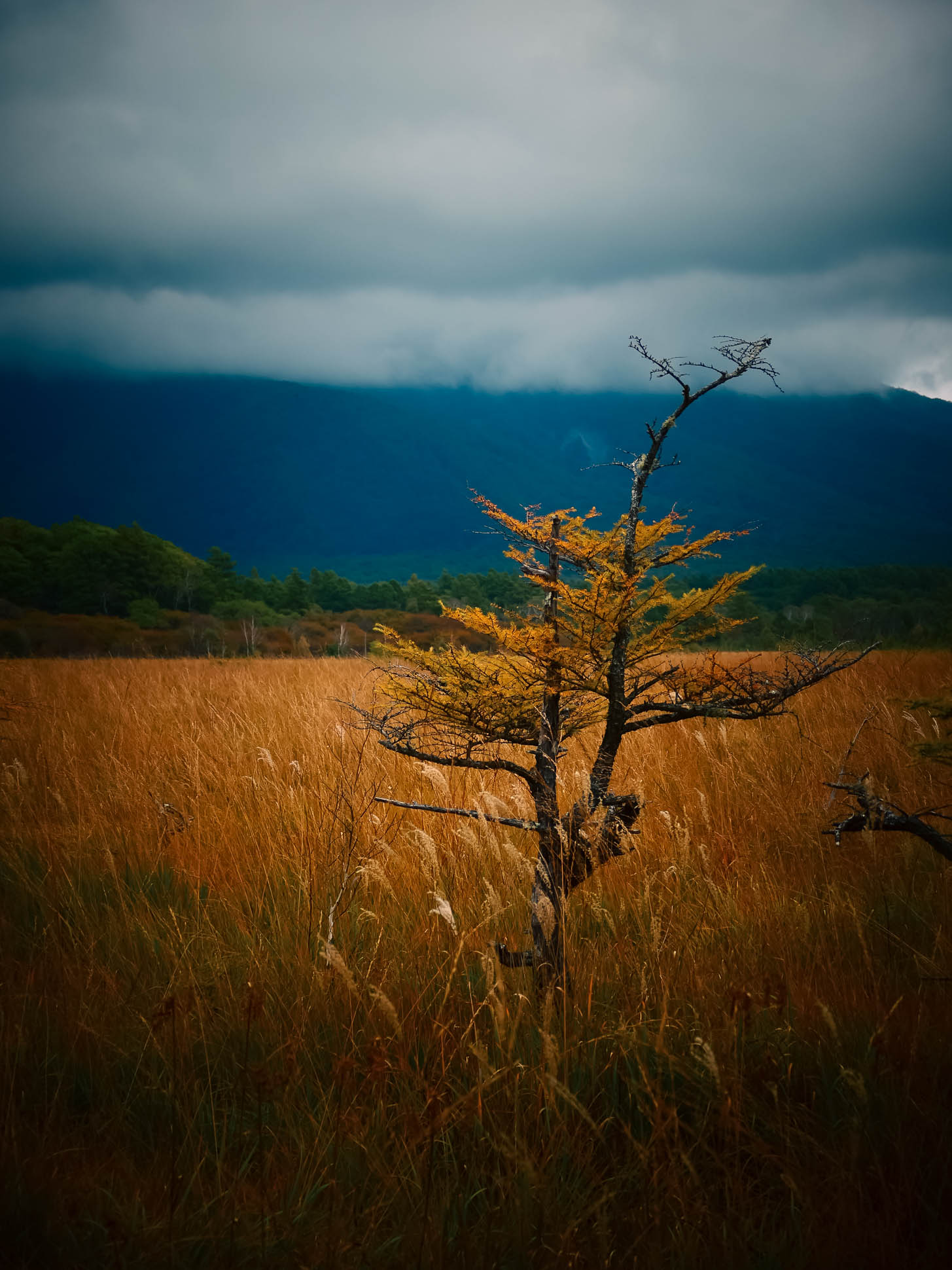 Senjogahara Marshland Japan