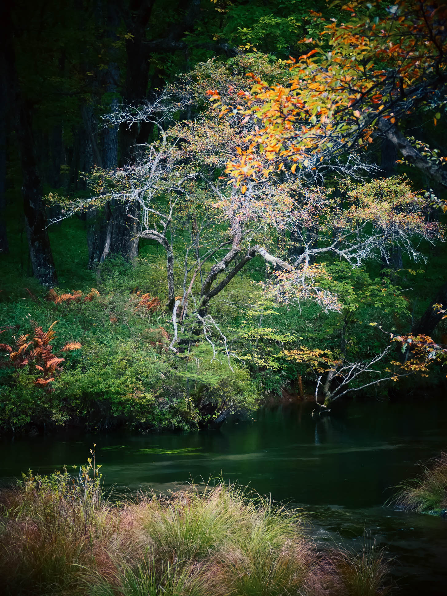 Senjogahara Marshland Japan