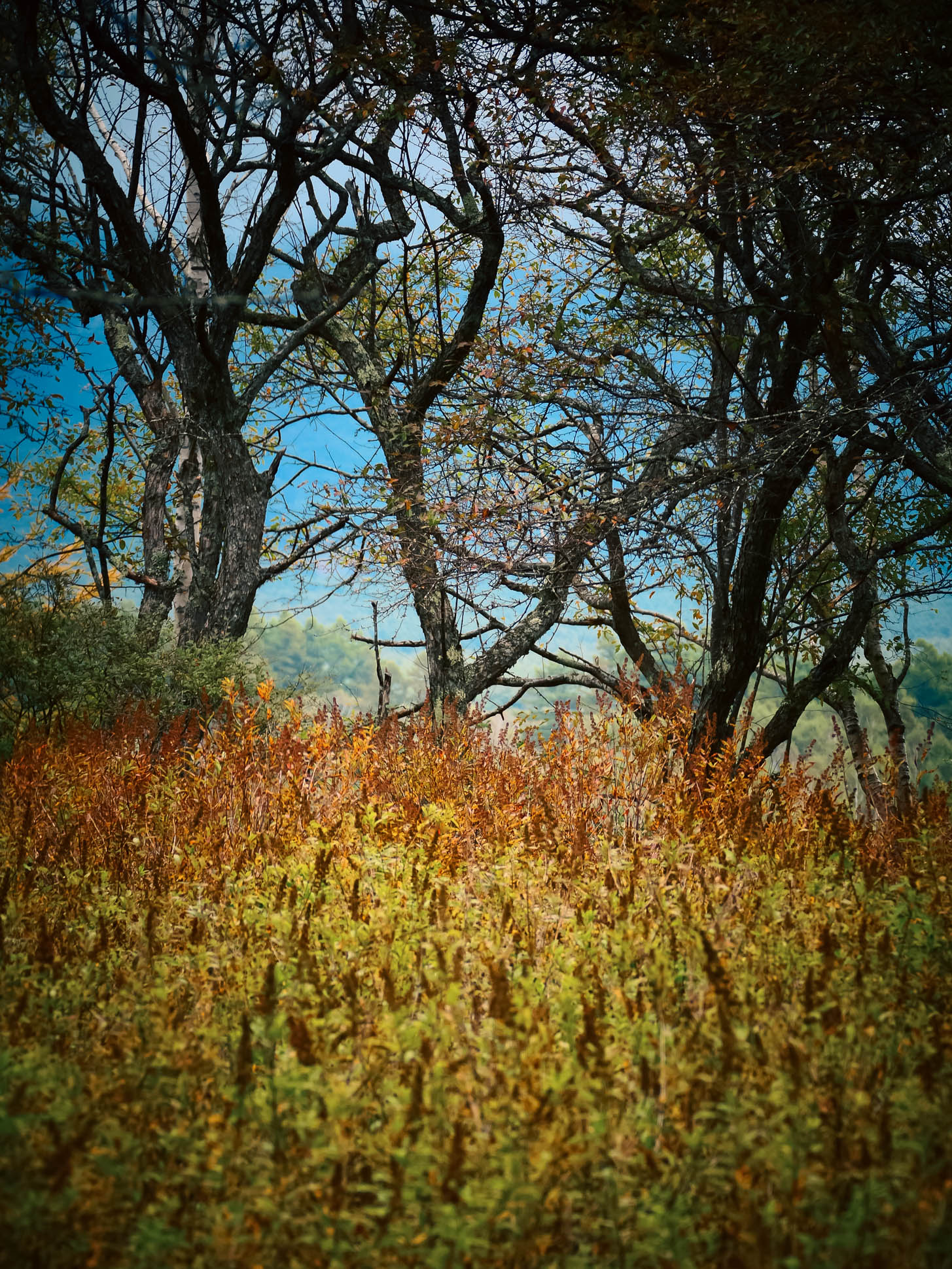 Senjogahara Marshland Japan